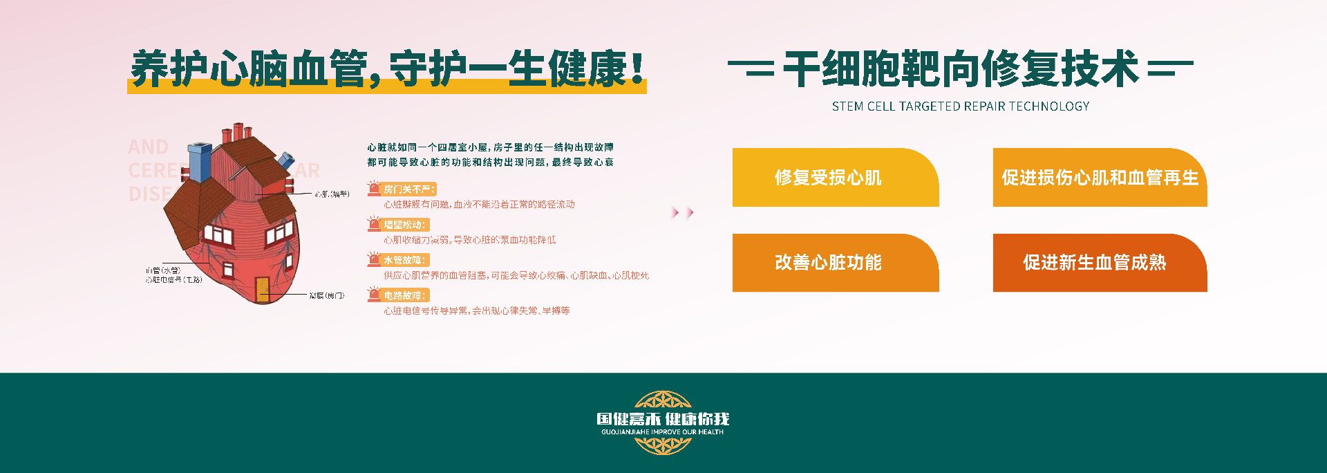 干细胞靶向修复心脑血管