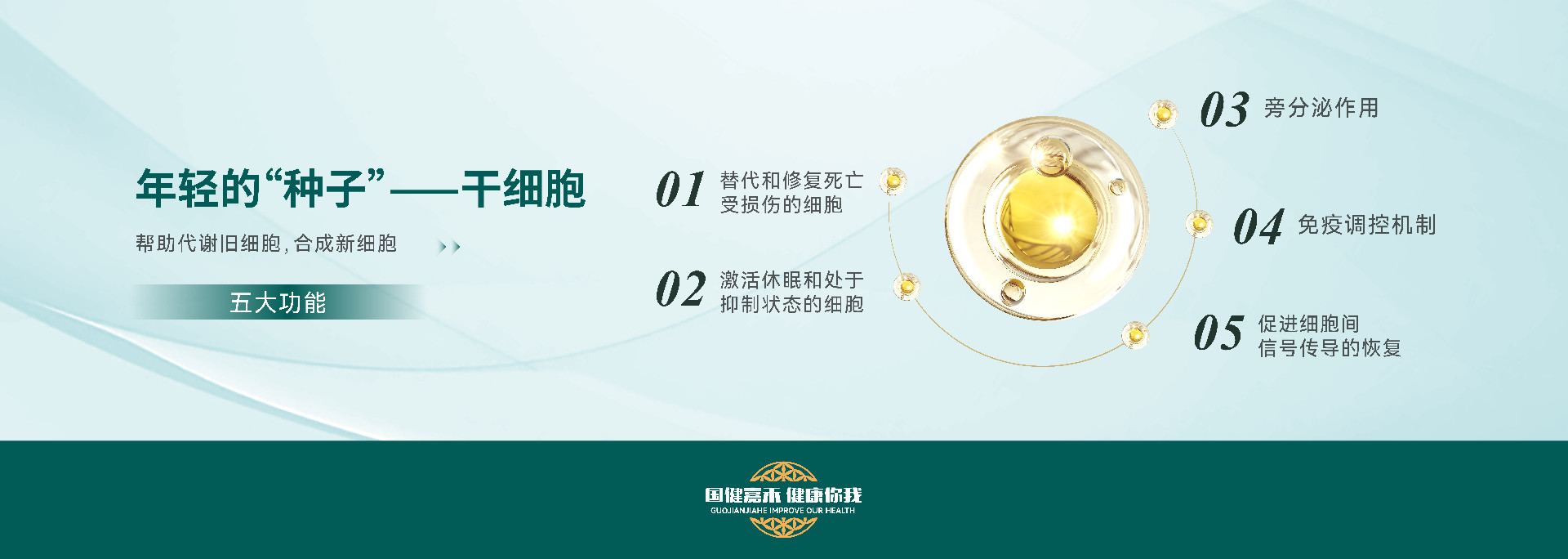 年轻的“种子”--干细胞