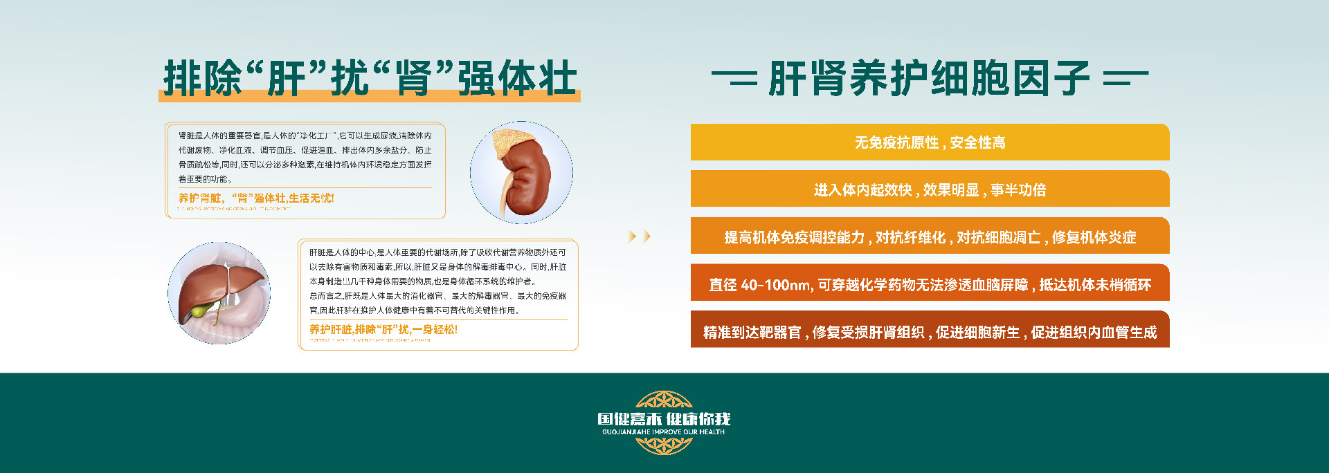 肝肾养护细胞因子